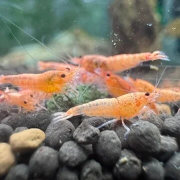 Peach Bolt Caridina shrimp with glowing peach-orange coloration in a planted aquarium