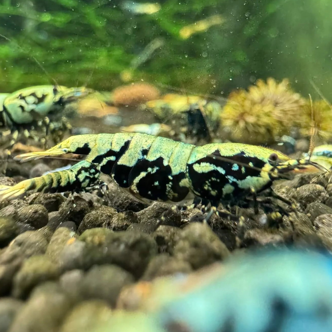 Close-up of Boa shrimp showing cheek spots and full cape marking
