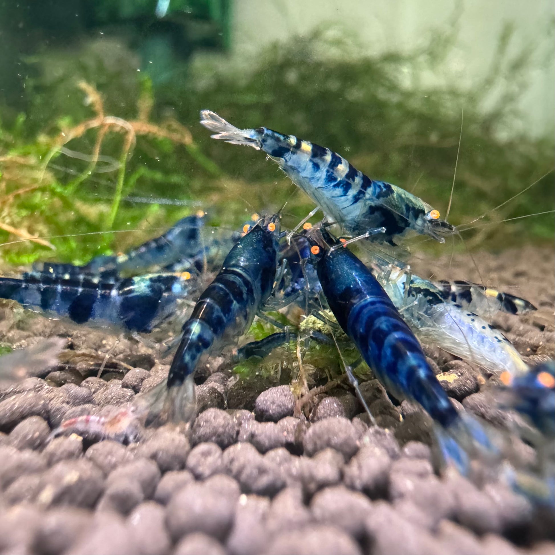 Orange Eye Dragonblood Caridina Shrimp with bold solid body coloration and rare orange eyes in freshwater aquarium