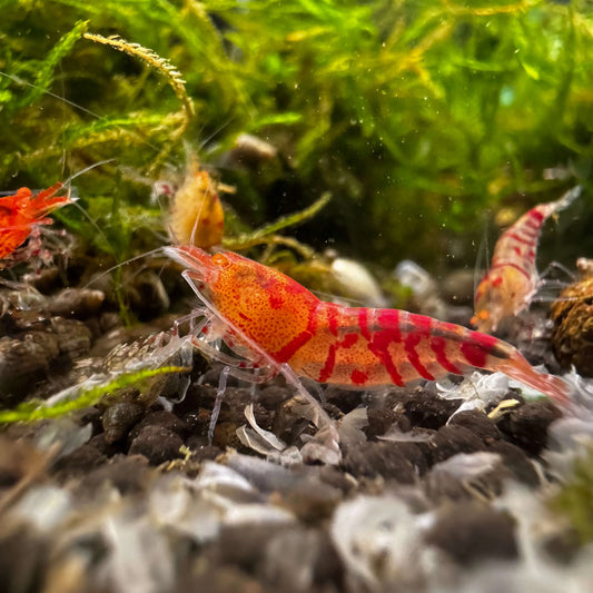 Orange Eye Red Tiger Lily in aquarium