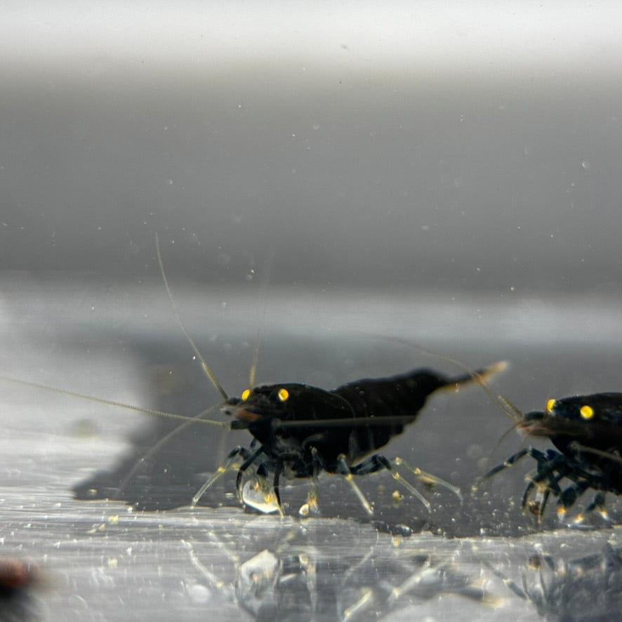 OE Orange Eye Black Devil BKK Extreme freshwater shrimp