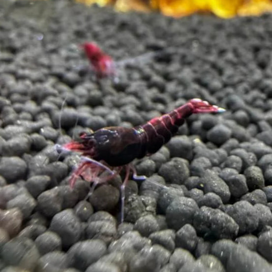 Extreme Red King Kong