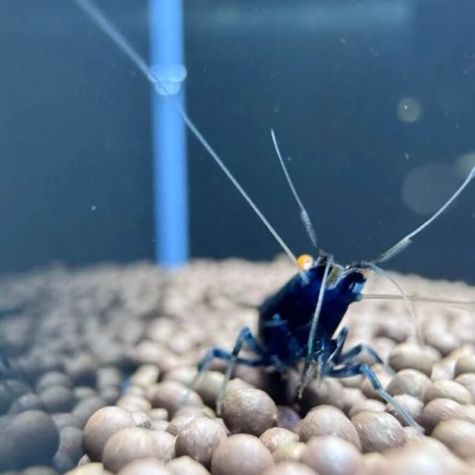 Orange Eye Royal Blue Tiger In Neocaridina Paramaters front view