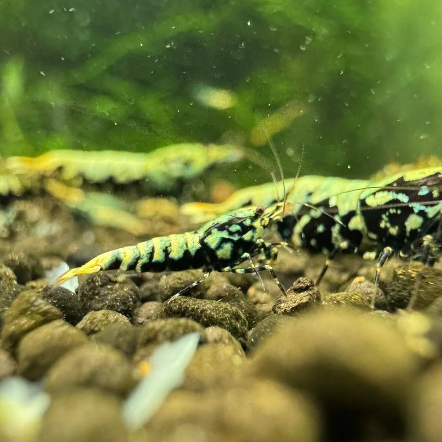 Juvenile Boa Caridina shrimp grazing on moss in planted aquarium