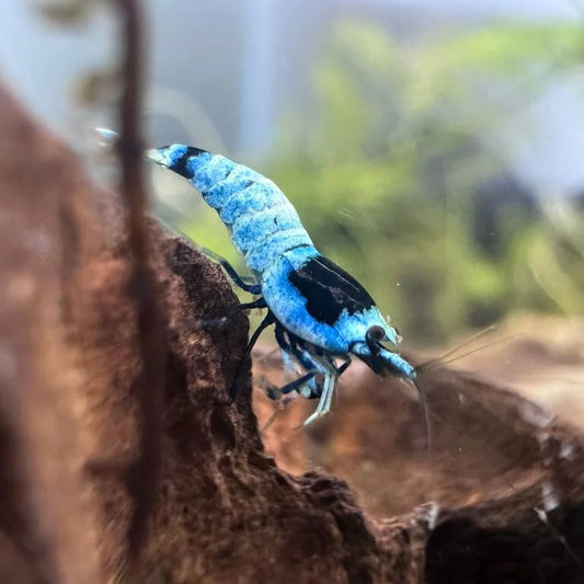 Close-up of Shadow Mosura shrimp showing deep black and blue markings