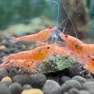 Close-up of rare Peach Bolt shrimp, selectively bred from Red Steel line
