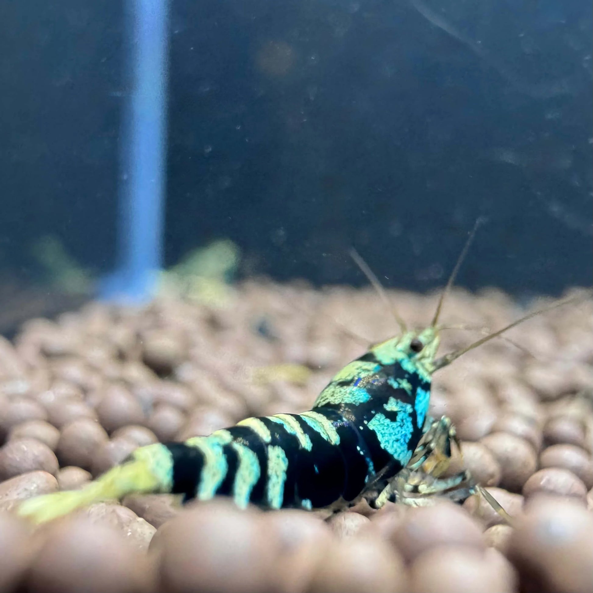 Live Blue Galaxy Tiger shrimp for sale with strong tiger markings and shimmering hue