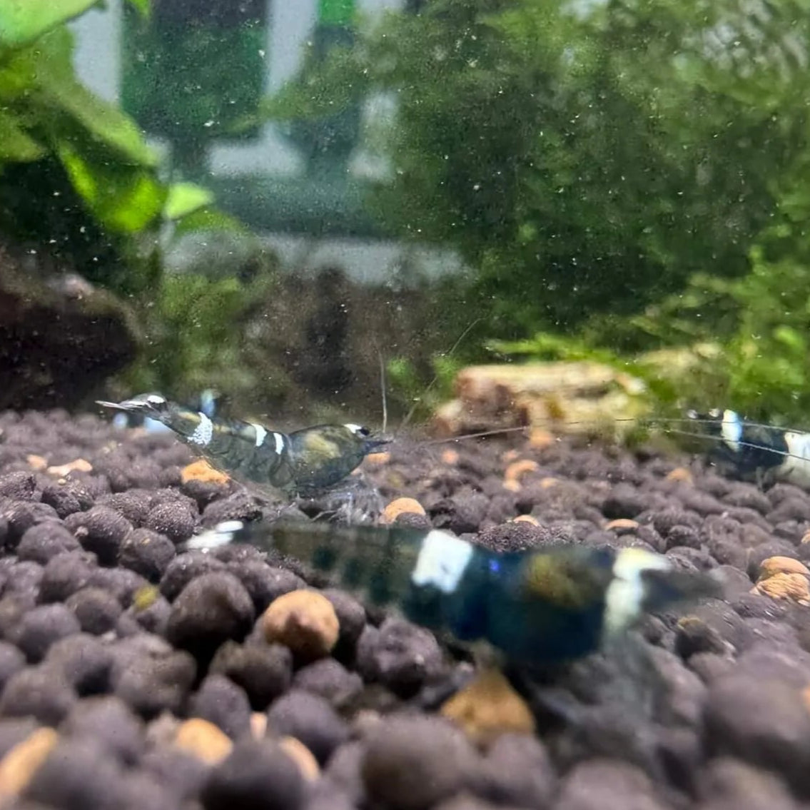 High-grade Green King Kong shrimp with rich, uniform green coloration and smooth shell pattern.