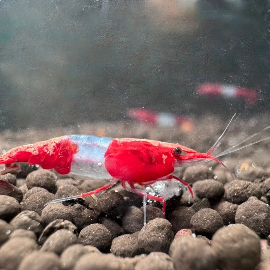 uvenile and adult Red Rili shrimp exploring driftwood and Java moss in a clean aquascape.