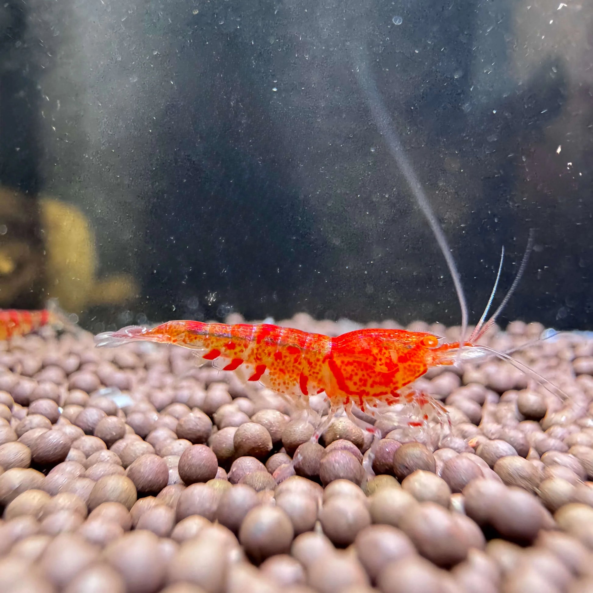 OE Red Tiger Lily caridina
