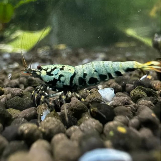 High-grade Boa Caridina shrimp from blue metallic line with vivid patterns