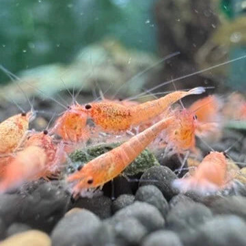 Orange Bolt shrimp, also known as Peach Bolt, showing even peach tones