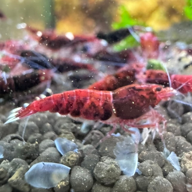 Extreme Red King Kong