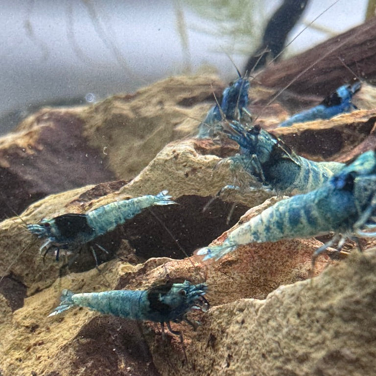 10+1 Taiwan Bee Random Pattern Mix (King Kong Shrimp)