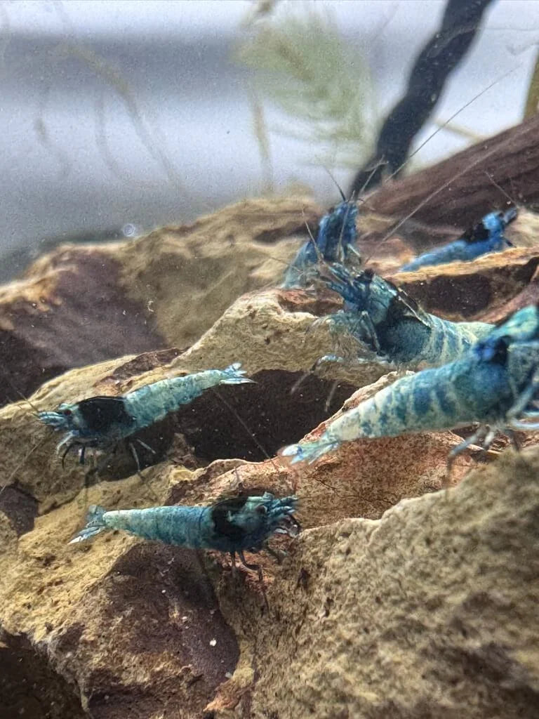 Group of Shadow Mosura Caridina shrimp on aquarium substrate