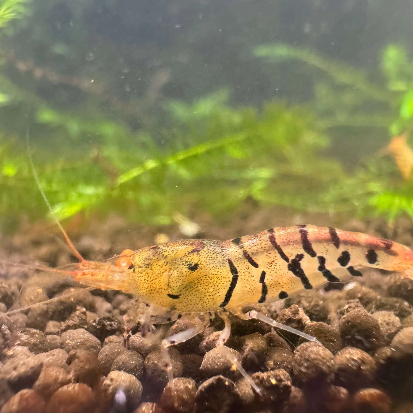 Orange Eye Black tiger lily caridina shrimp