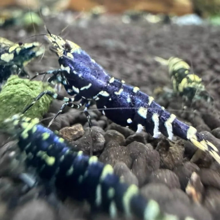 Close-up of rare Purple Nanacy Tiger shrimp in planted freshwater tank