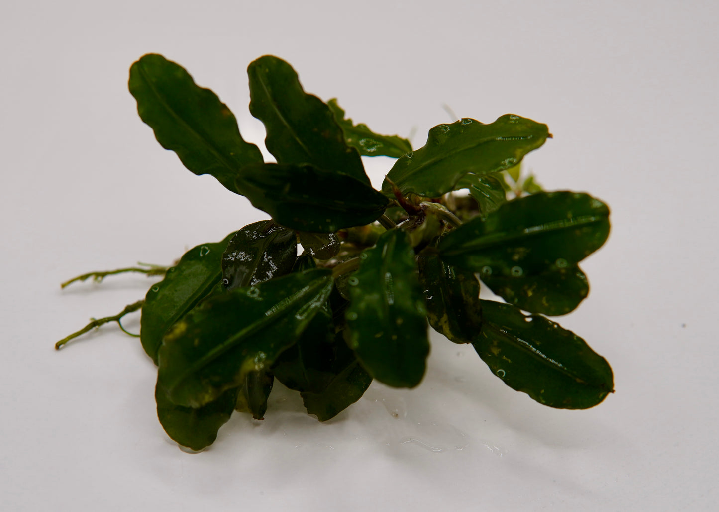 Bucephalandra sp. Godzilla rhizome