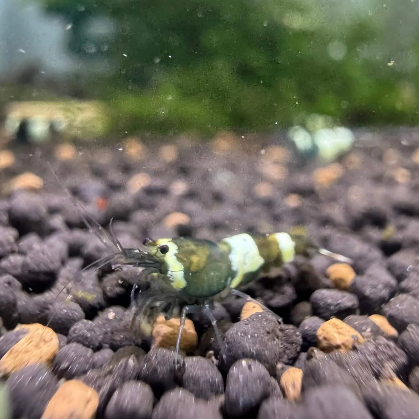 Rare Green King Kong (Green Panda) shrimp displaying subtle forest-green hues against dark aquarium substrate.
