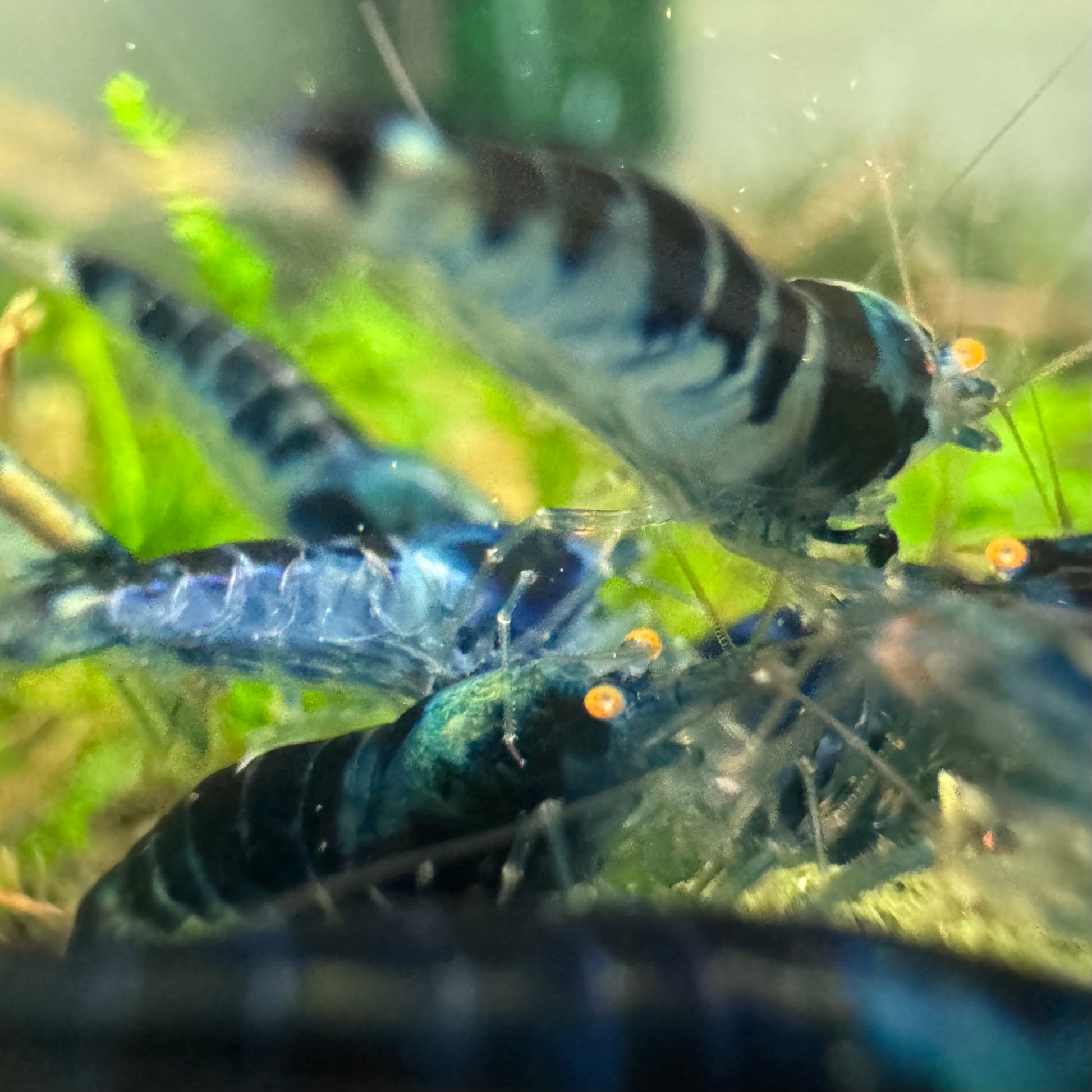 Close-up of Orange Eye Dragonblood Shrimp, rare Caridina variety with strong genetics, highly sought after in the U.S