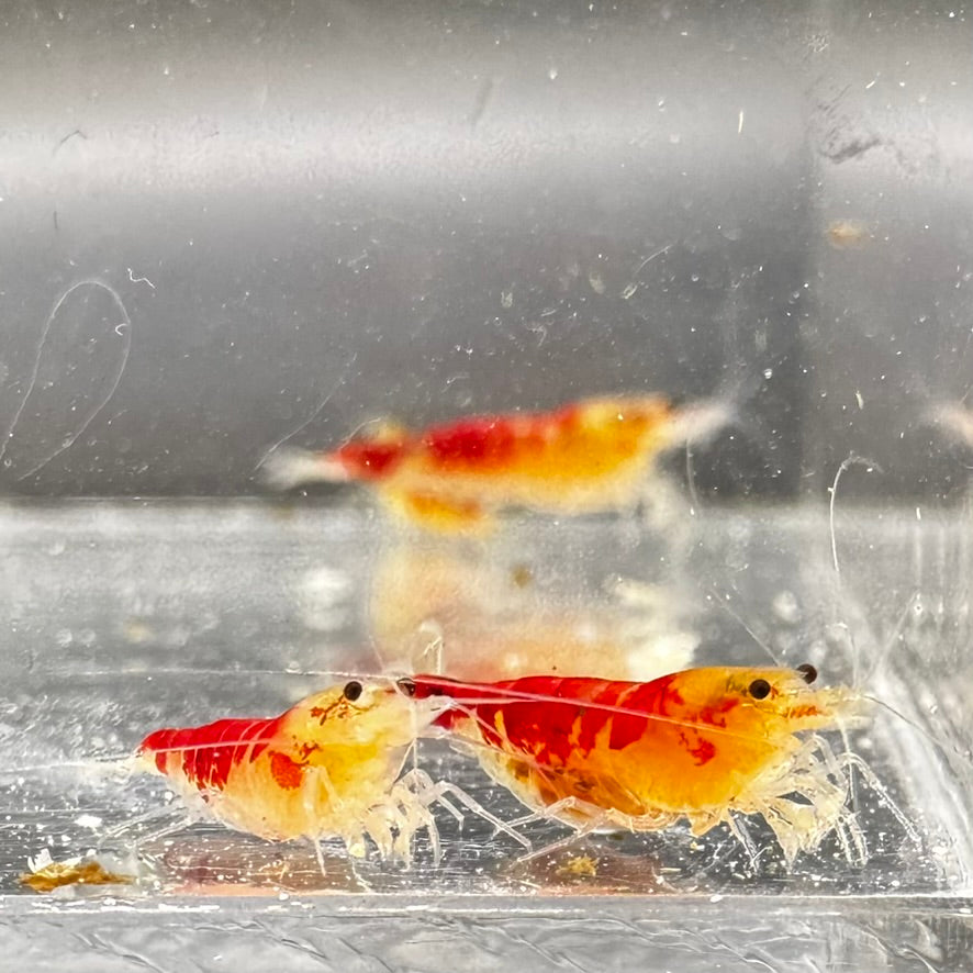 Golden Red Calceo freshwater caridina shrimp pair
