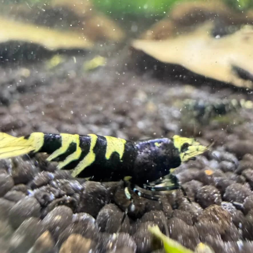 Purple Metallic Nanacy Caridina shrimp with vivid stripes and iridescent shine