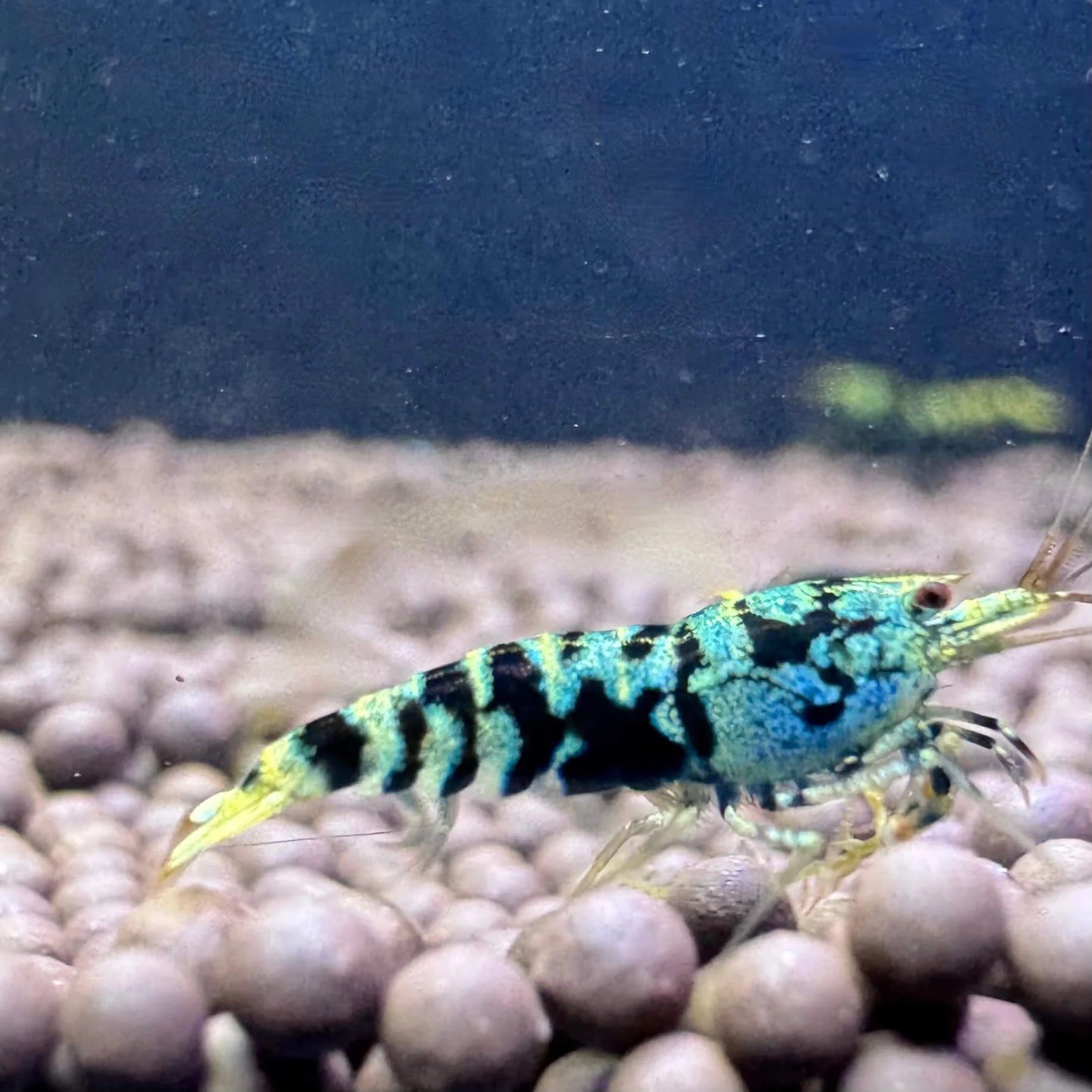 Freshwater Blue Galaxy Tiger Caridina shrimp ideal for planted nano tanks