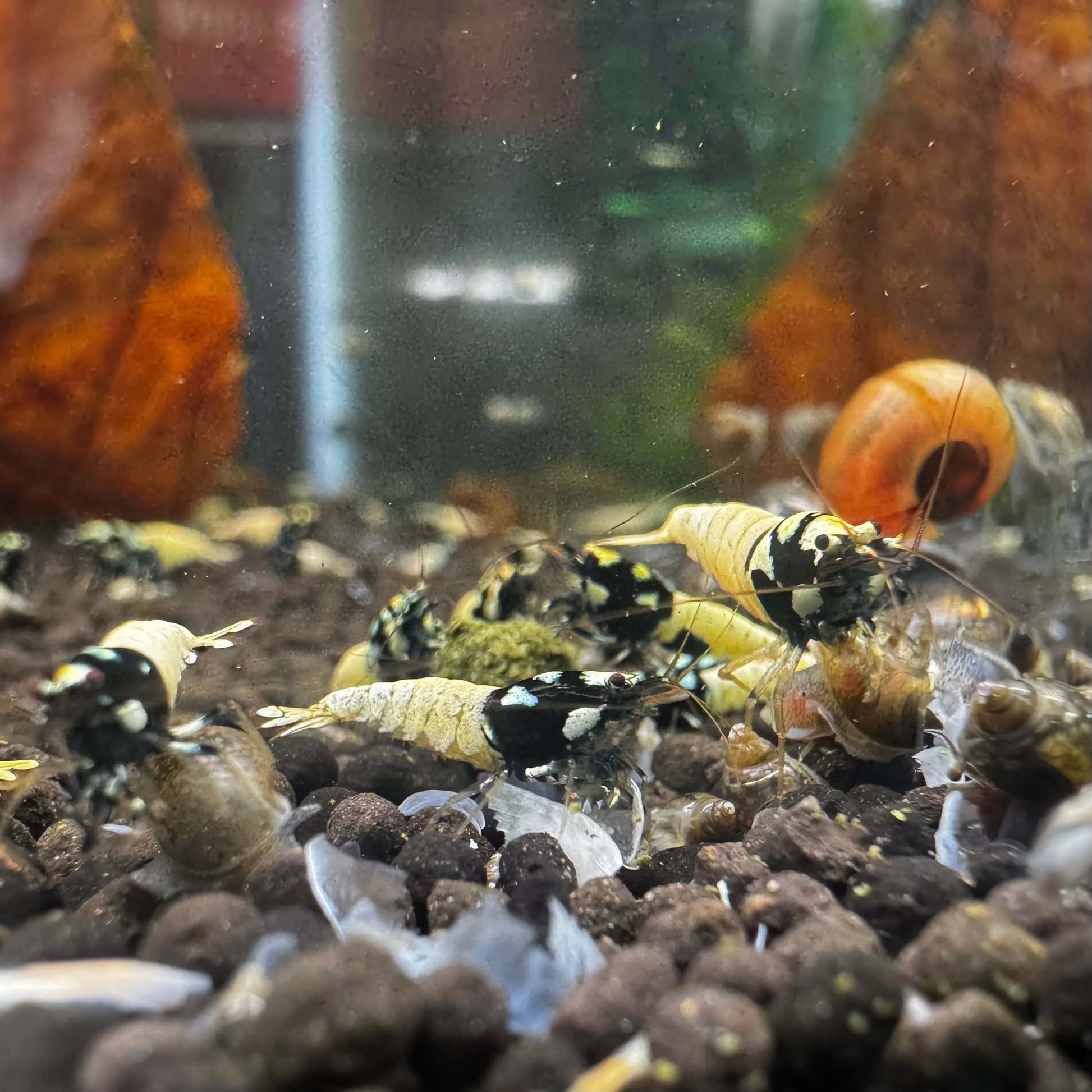 group of german spotted pinto shrimp