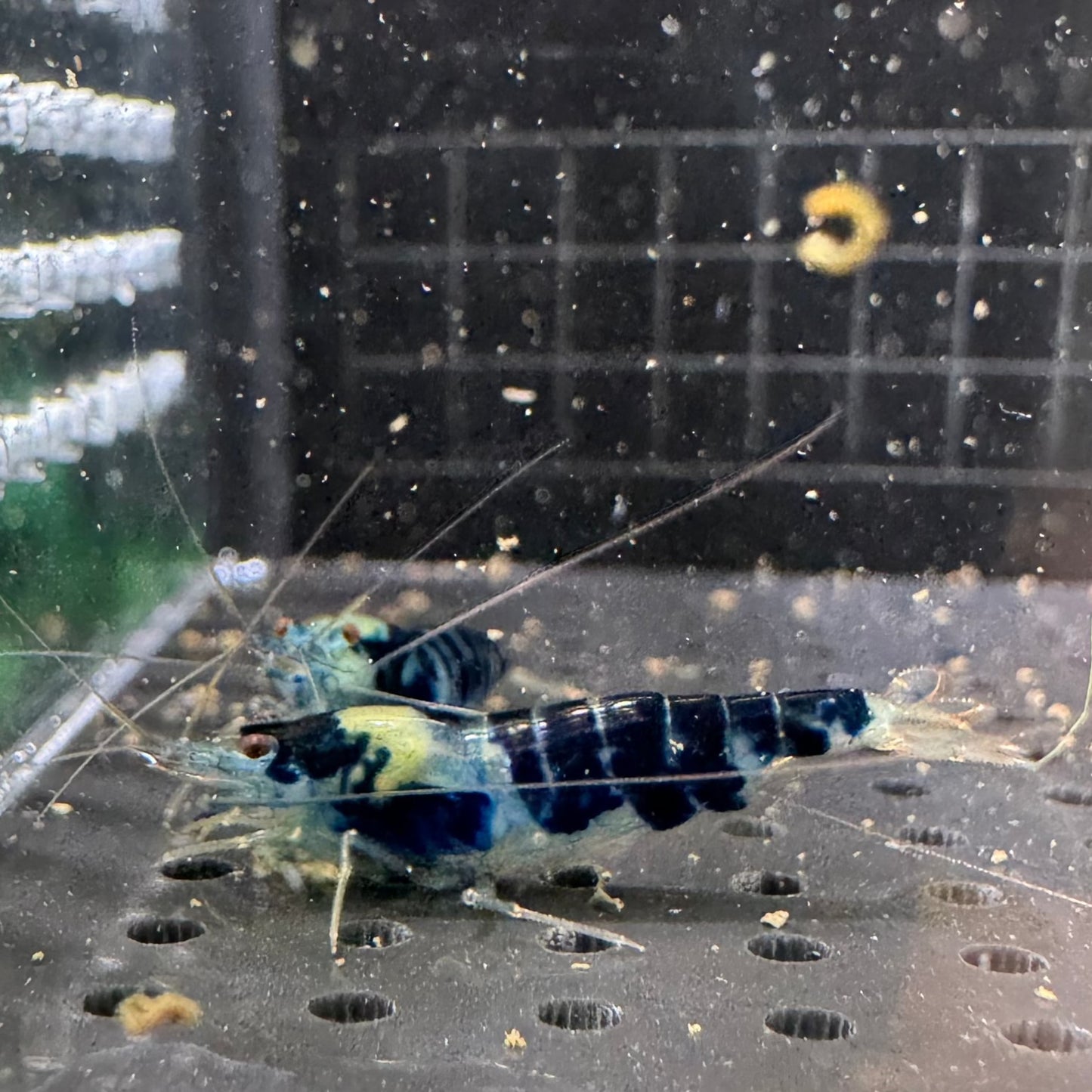 Blue dragonblood calceo side view