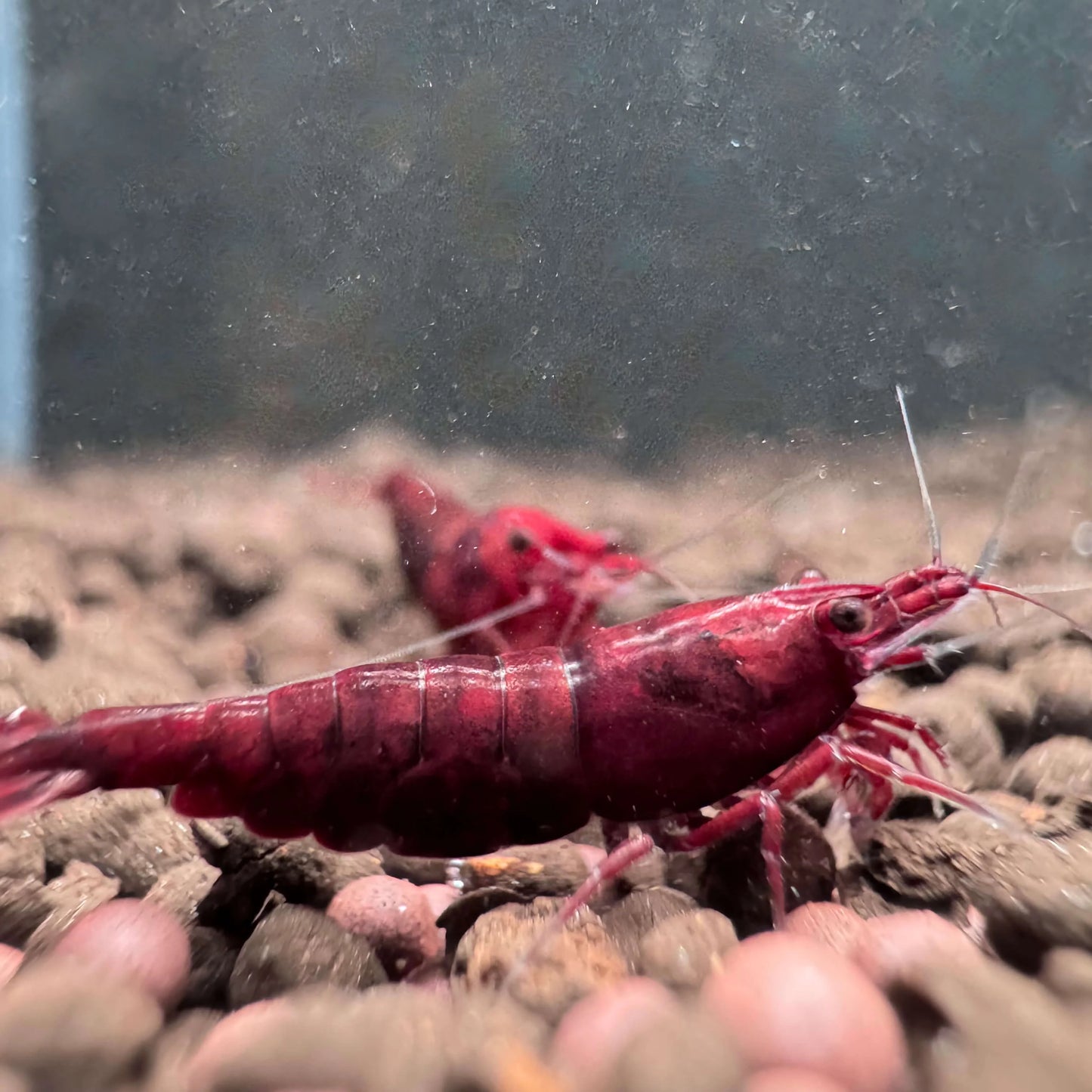 Dark Bloody Mary Neocaridina Shrimp – Solid Red Flesh Freshwater Shrimp