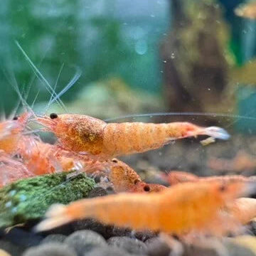 High-quality Peach Bolt shrimp displaying vibrant orange-peach shell color