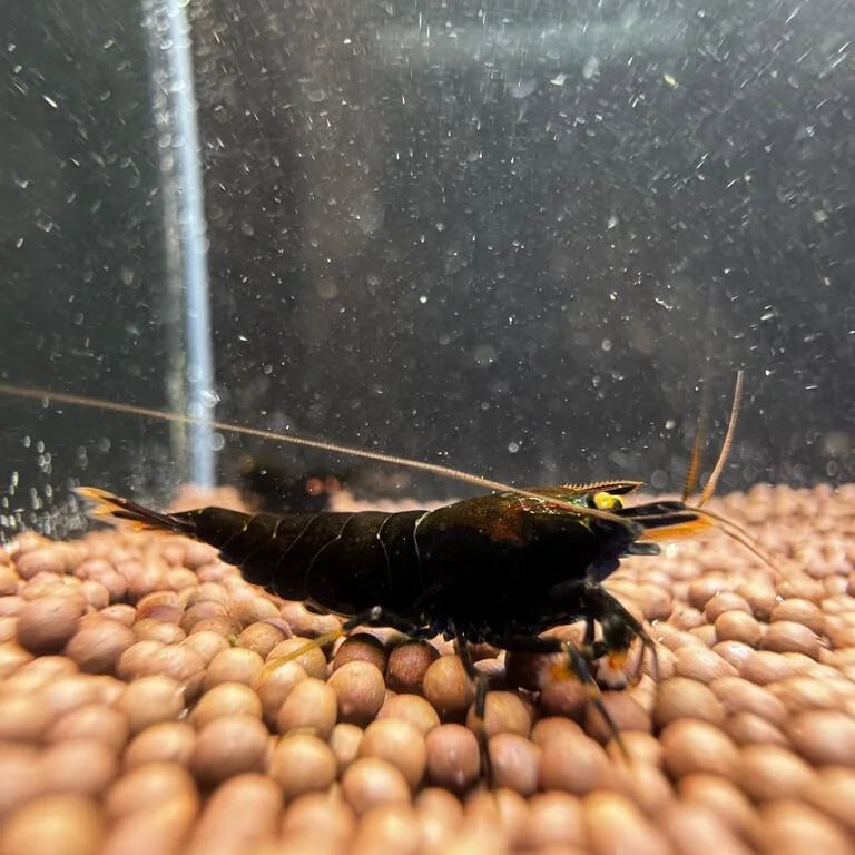 Orange Eye Black Devil