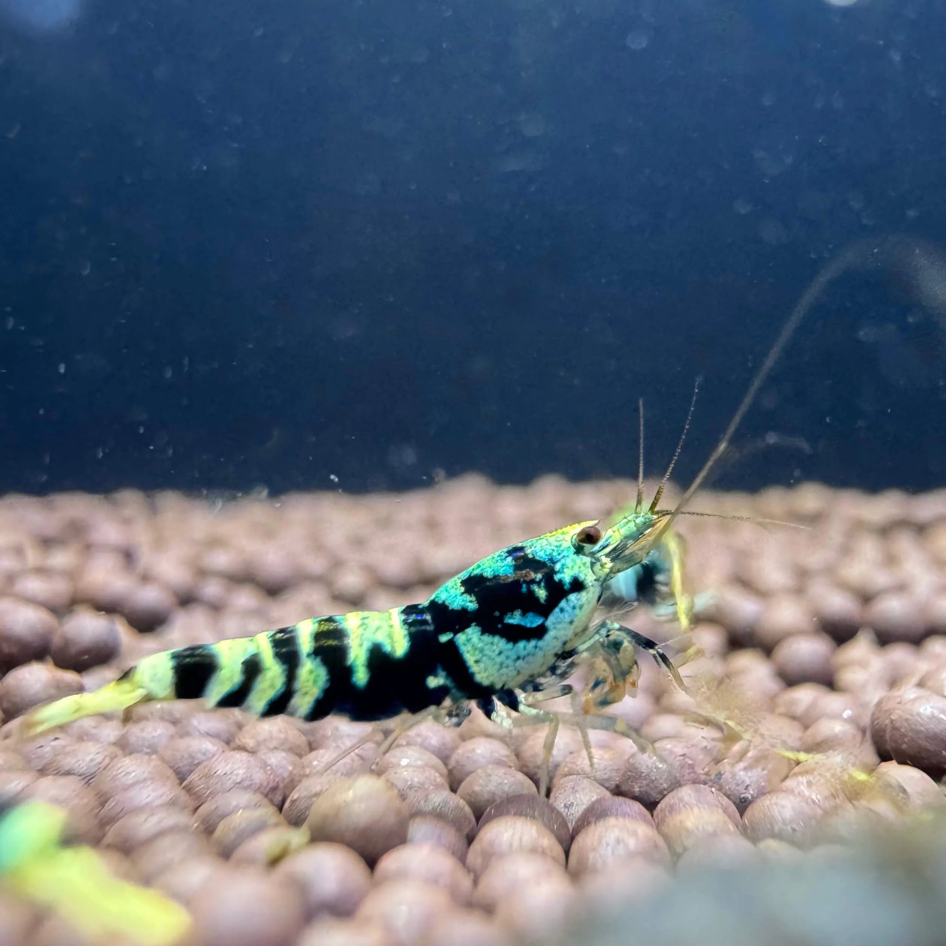 Rare Blue Galaxy Tiger shrimp with Nanashi lineage and unique striped markings