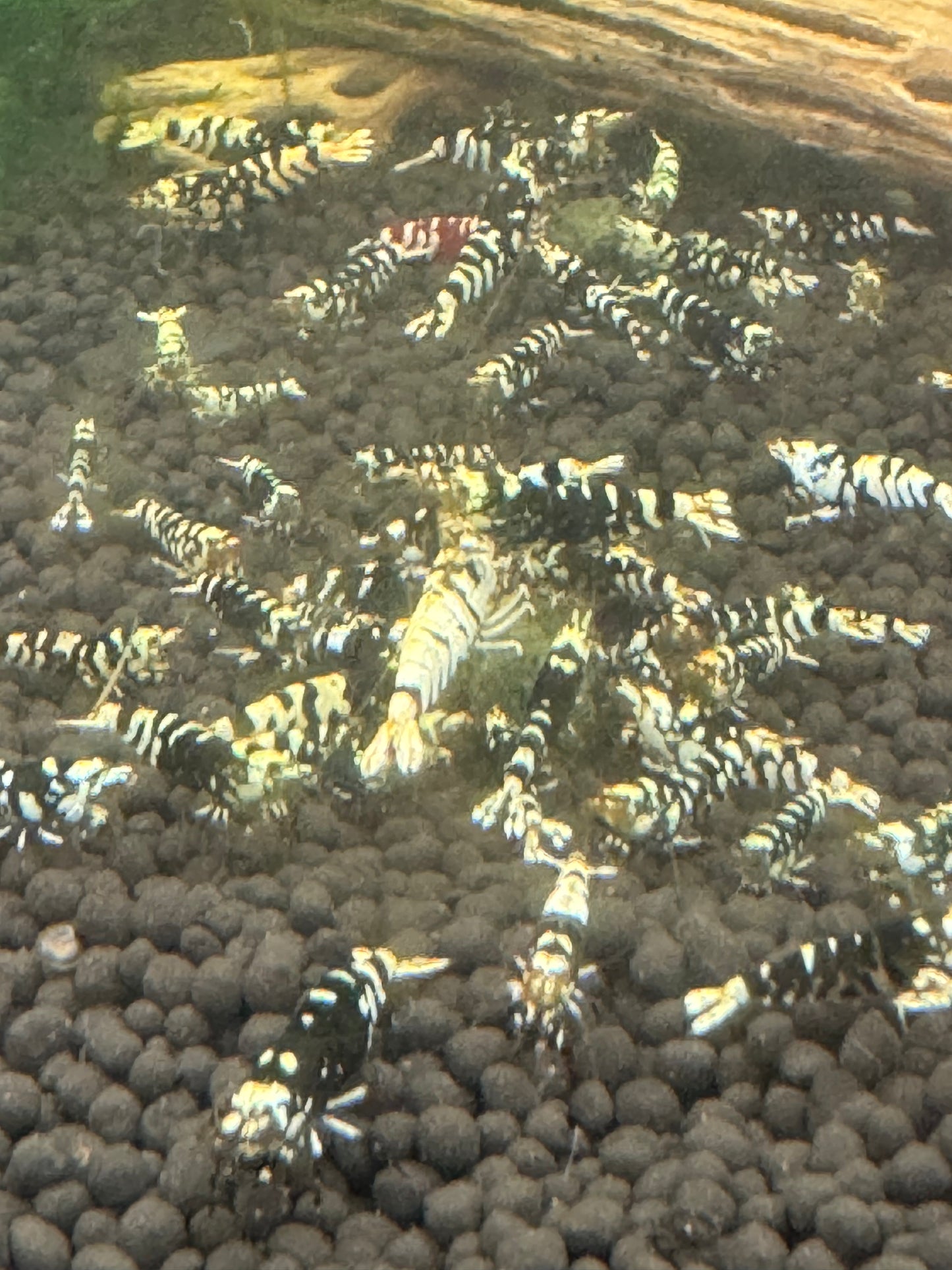 Black fancy tiger A/S colony