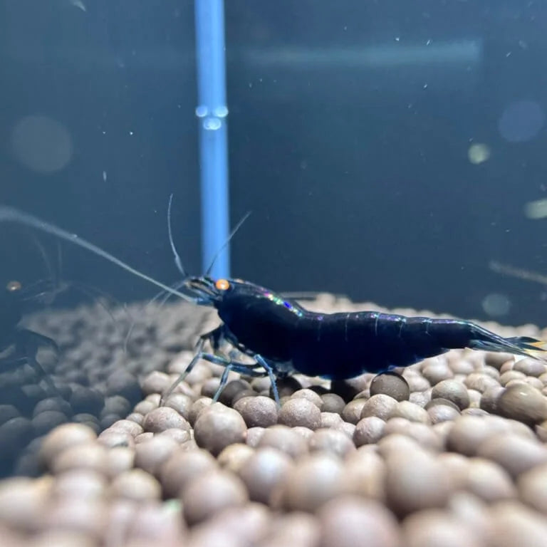 Orange Eye Royal Blue Tiger In Neocaridina Paramaters eating
