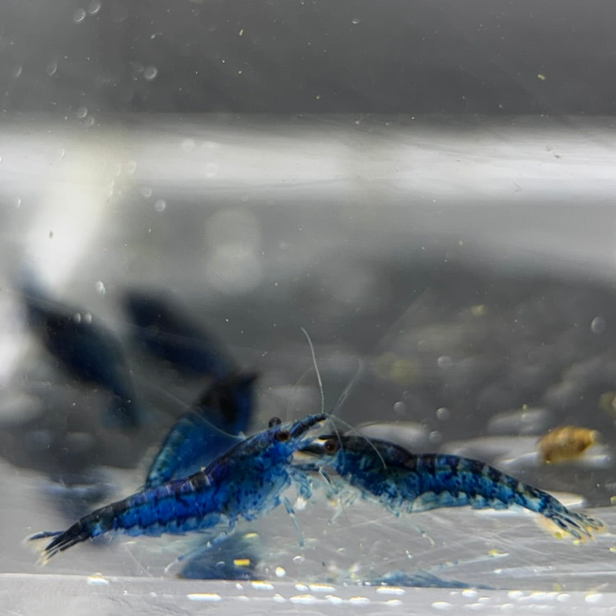 Blue Dream Neocaridina Freshwater Single Shrimp pair