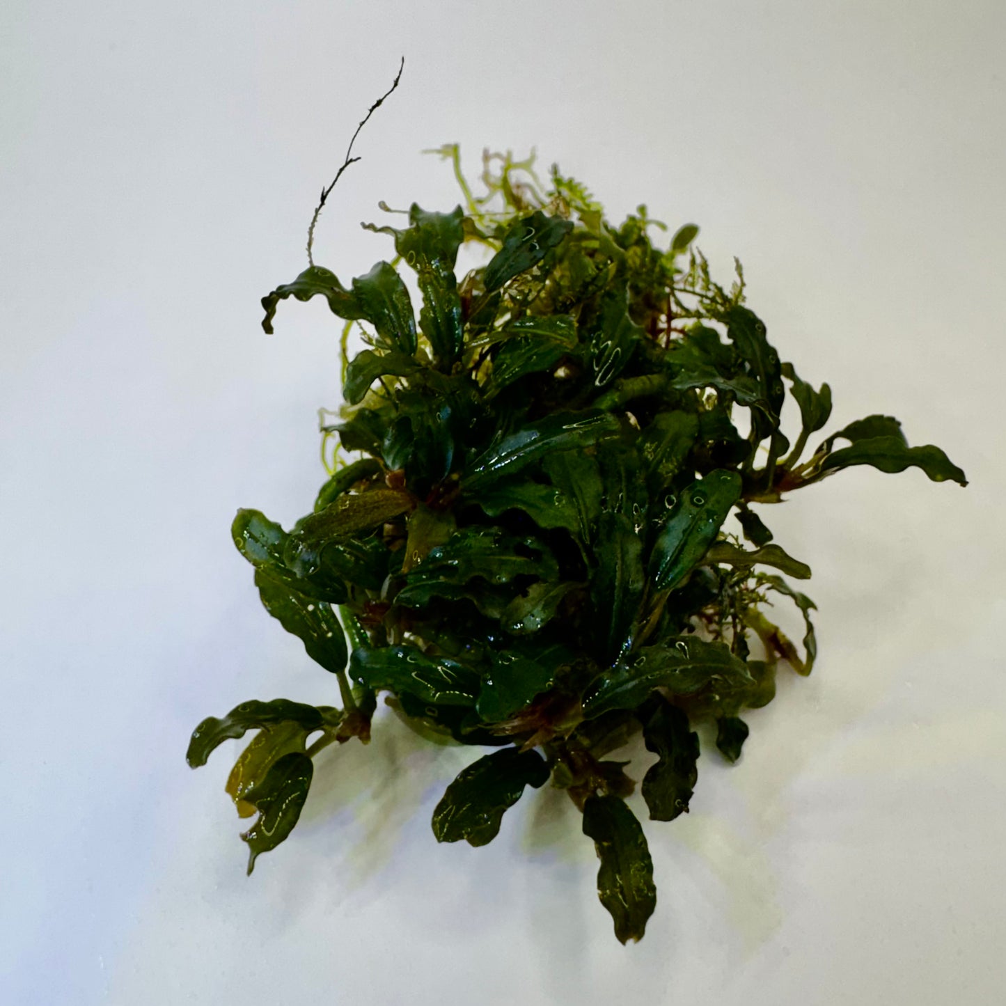 Bucephalandra sp. Mini Catherinae Submerged freshwater aquarium plants