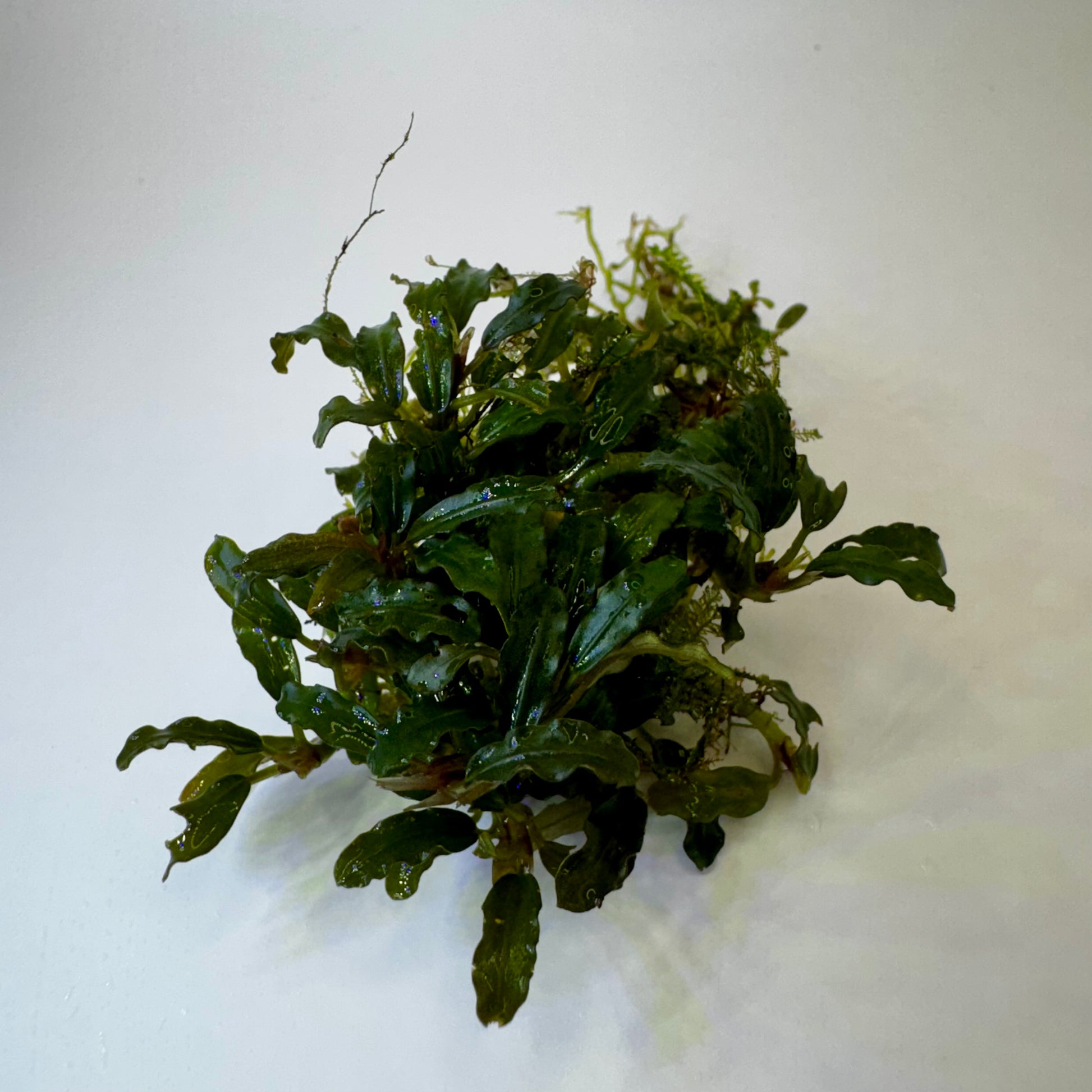 Bucephalandra sp. Mini Catherinae Submerged freshwater aquarium plants clump