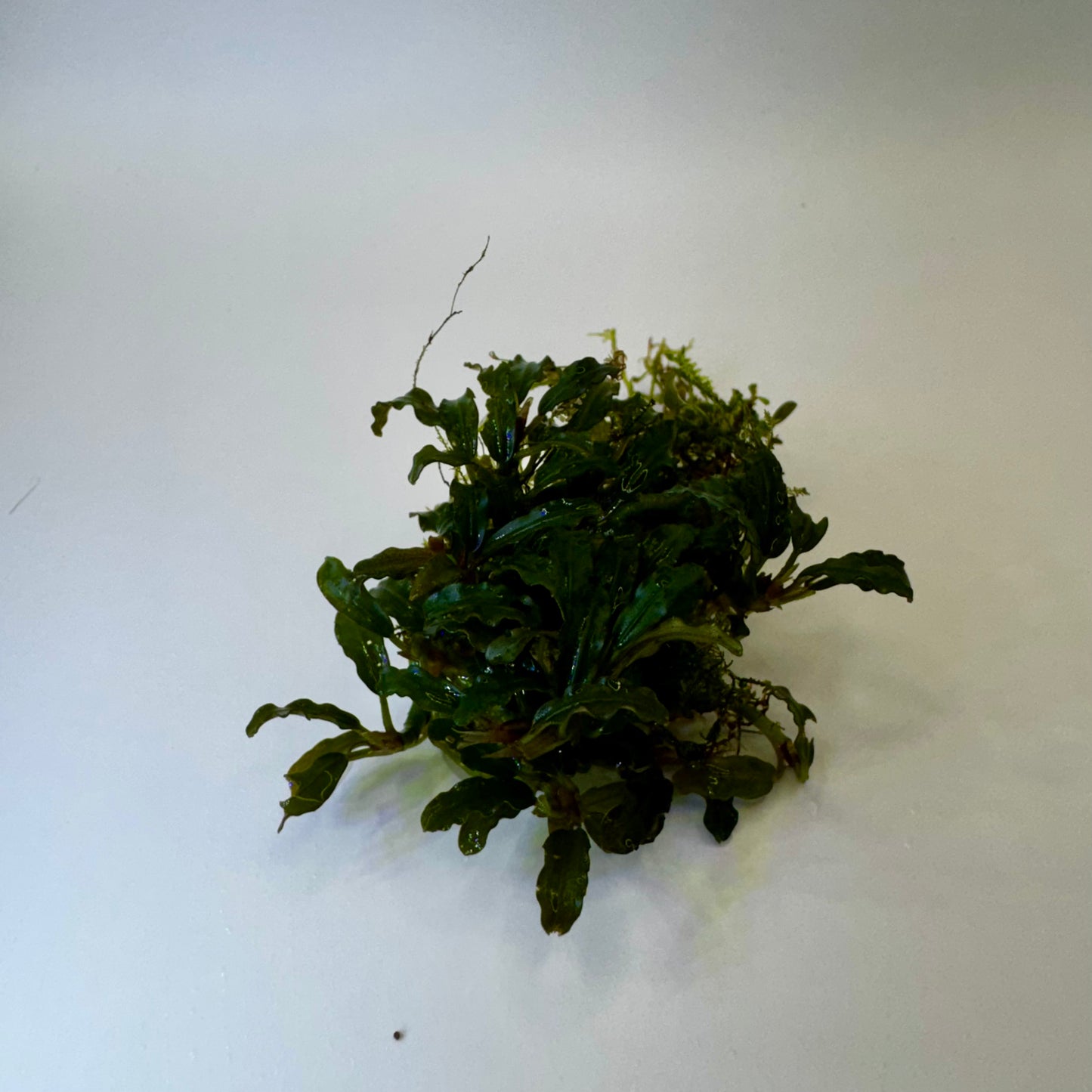 Bucephalandra sp. Mini Catherinae Submerged freshwater aquarium plants clump 2