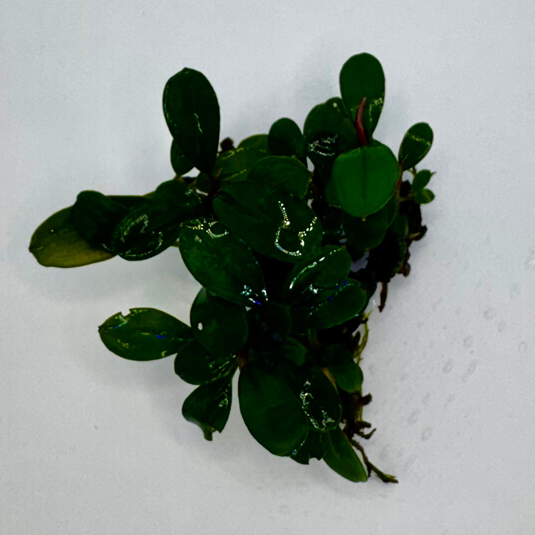 Bucephalandra sp. Mini Melawi Submerged freshwater aquarium plant