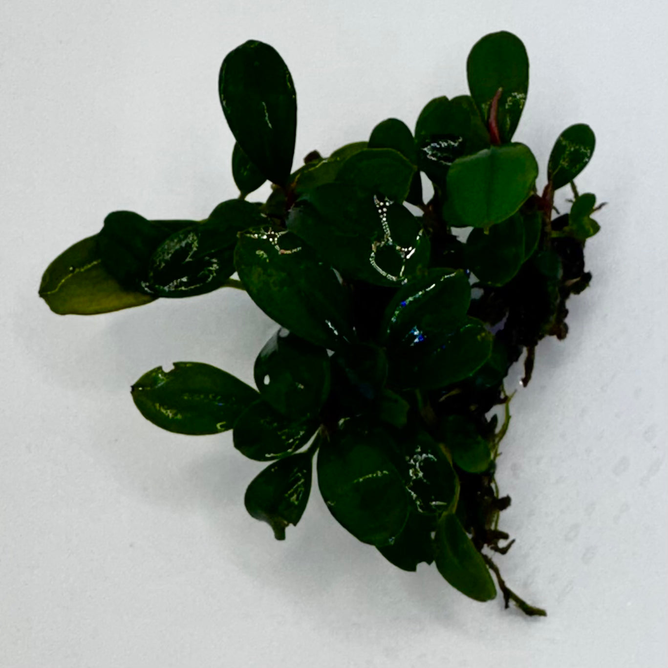 Bucephalandra sp. Mini Melawi Submerged freshwater aquarium plant close up