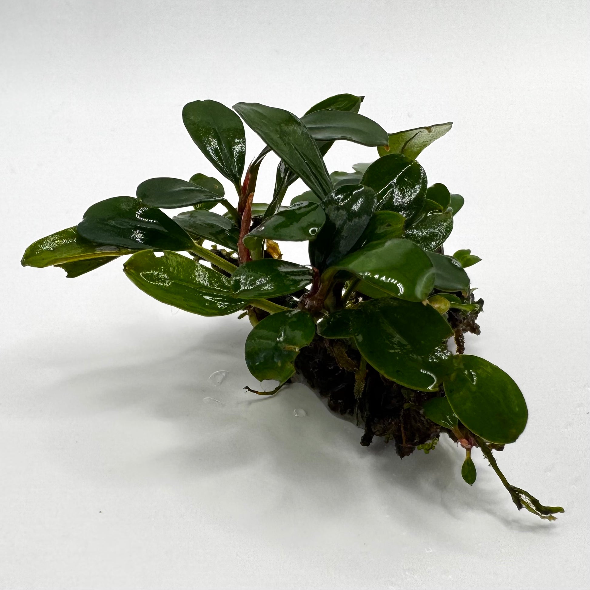 Bucephalandra sp. Mini Melawi Submerged freshwater aquarium plant side angle