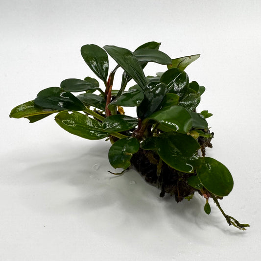 Bucephalandra sp. Mini Melawi Submerged freshwater aquarium plant side angle