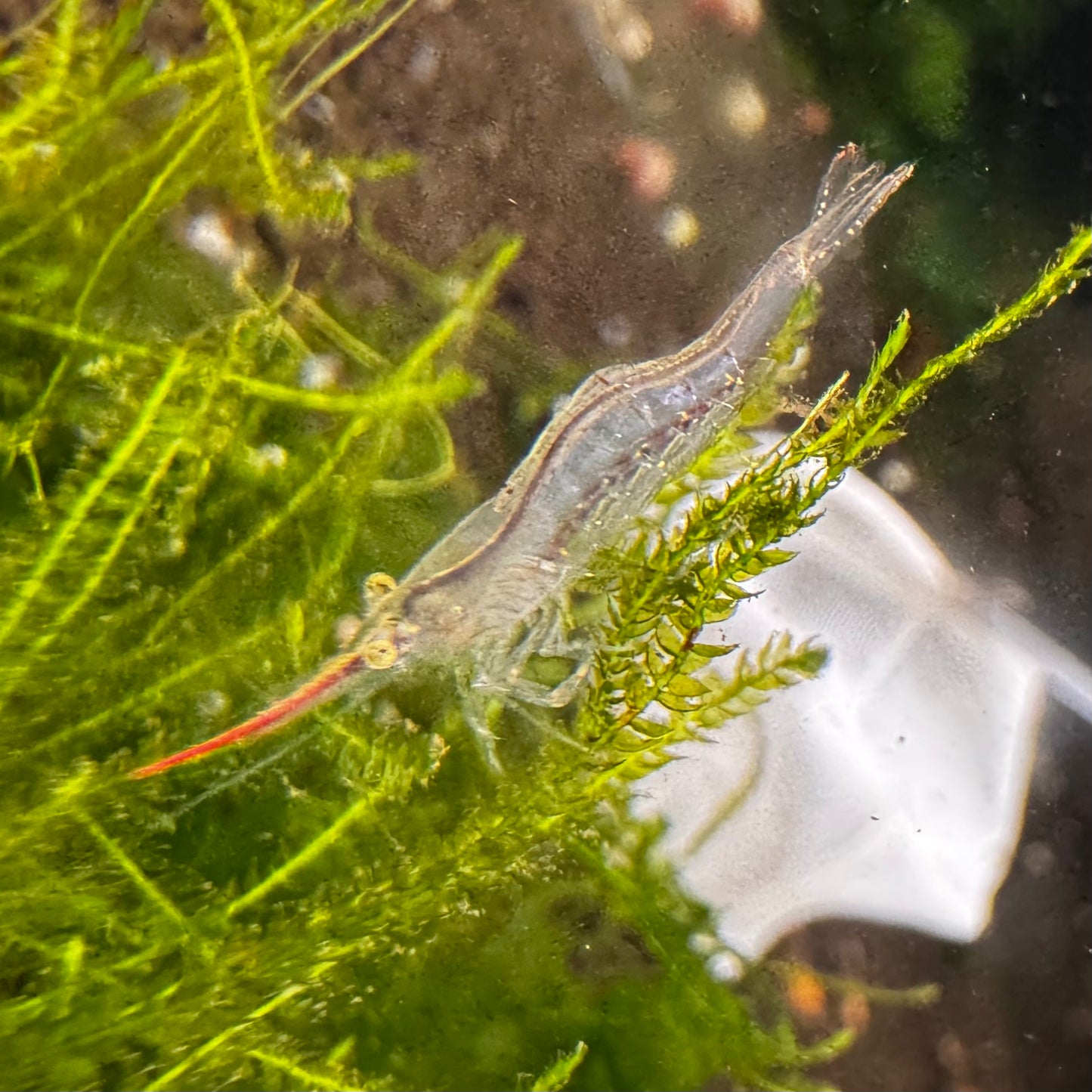 Red Nose Pinocchio Shrimp