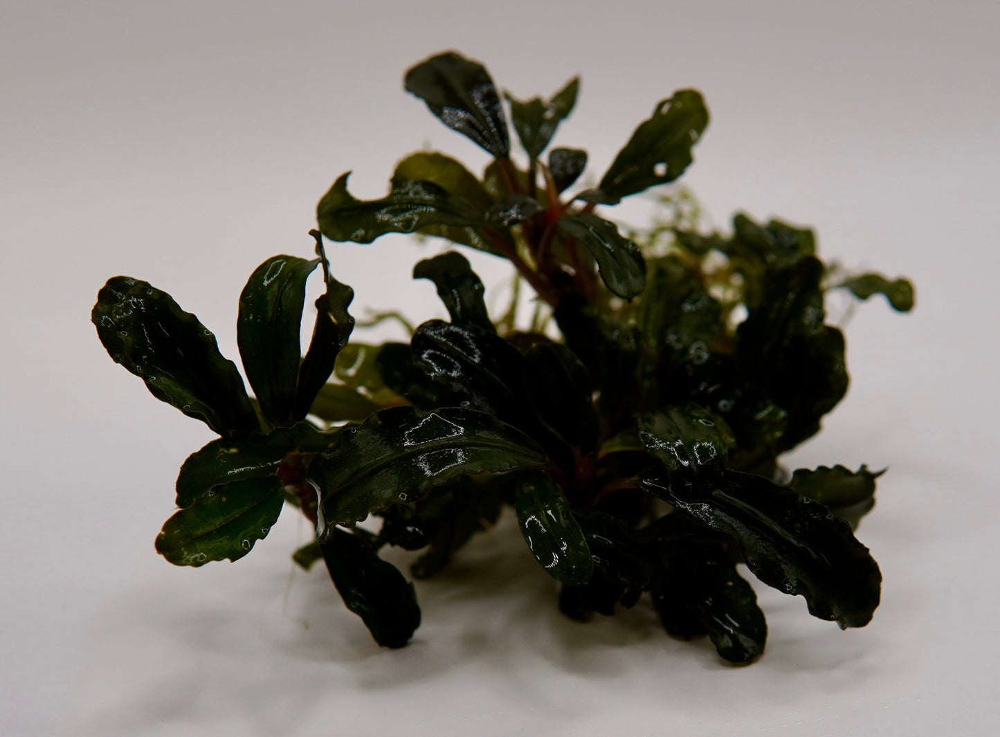 Bucephalandra sp. Centipede rhizome