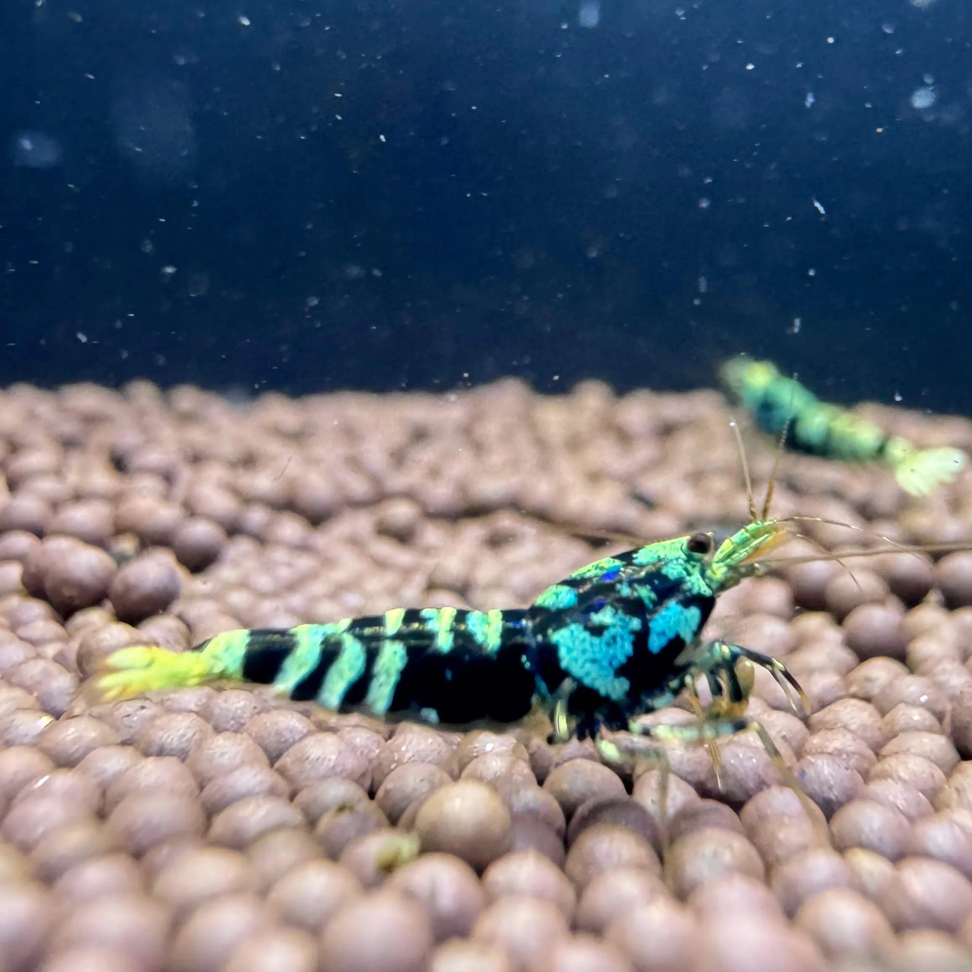 Blue Galaxy Tiger Caridina shrimp with bold tiger stripes and metallic cheek spots in a planted aquarium