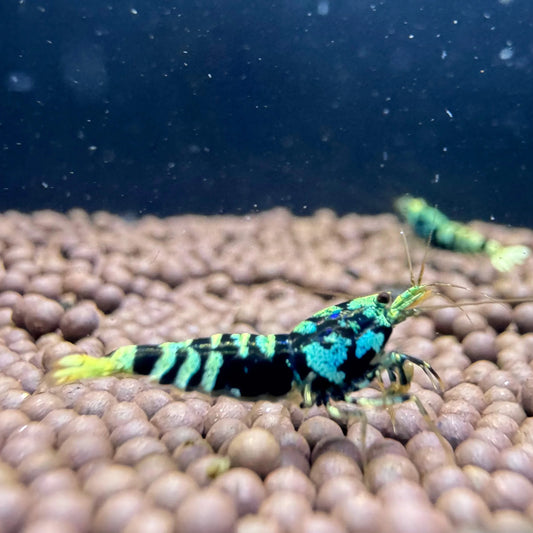 Blue Galaxy Tiger Caridina shrimp with bold tiger stripes and metallic cheek spots in a planted aquarium