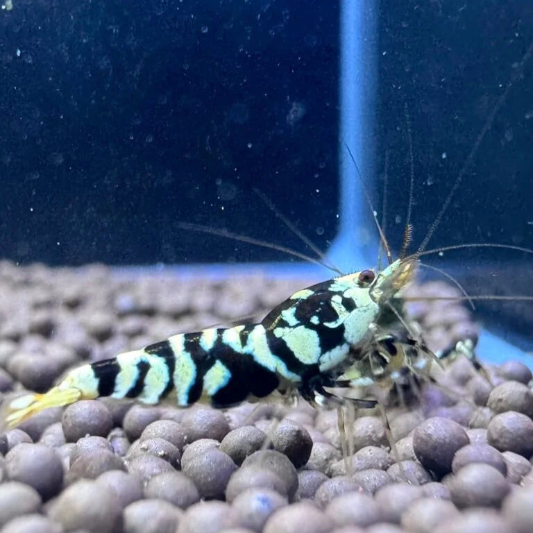 Black Fancy Tiger Caridina Shrimp (Caridina cantonensis)