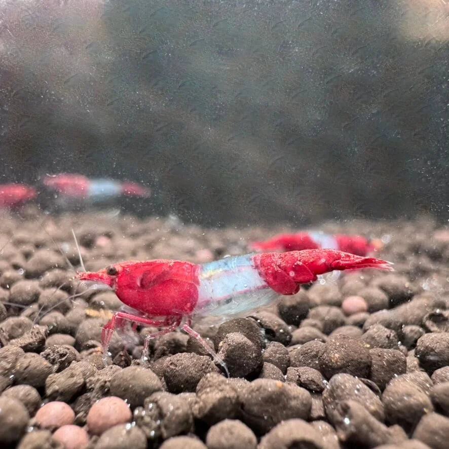 Group of Red Rili Neocaridina davidi shrimp feeding on biofilm in a planted freshwater aquarium.