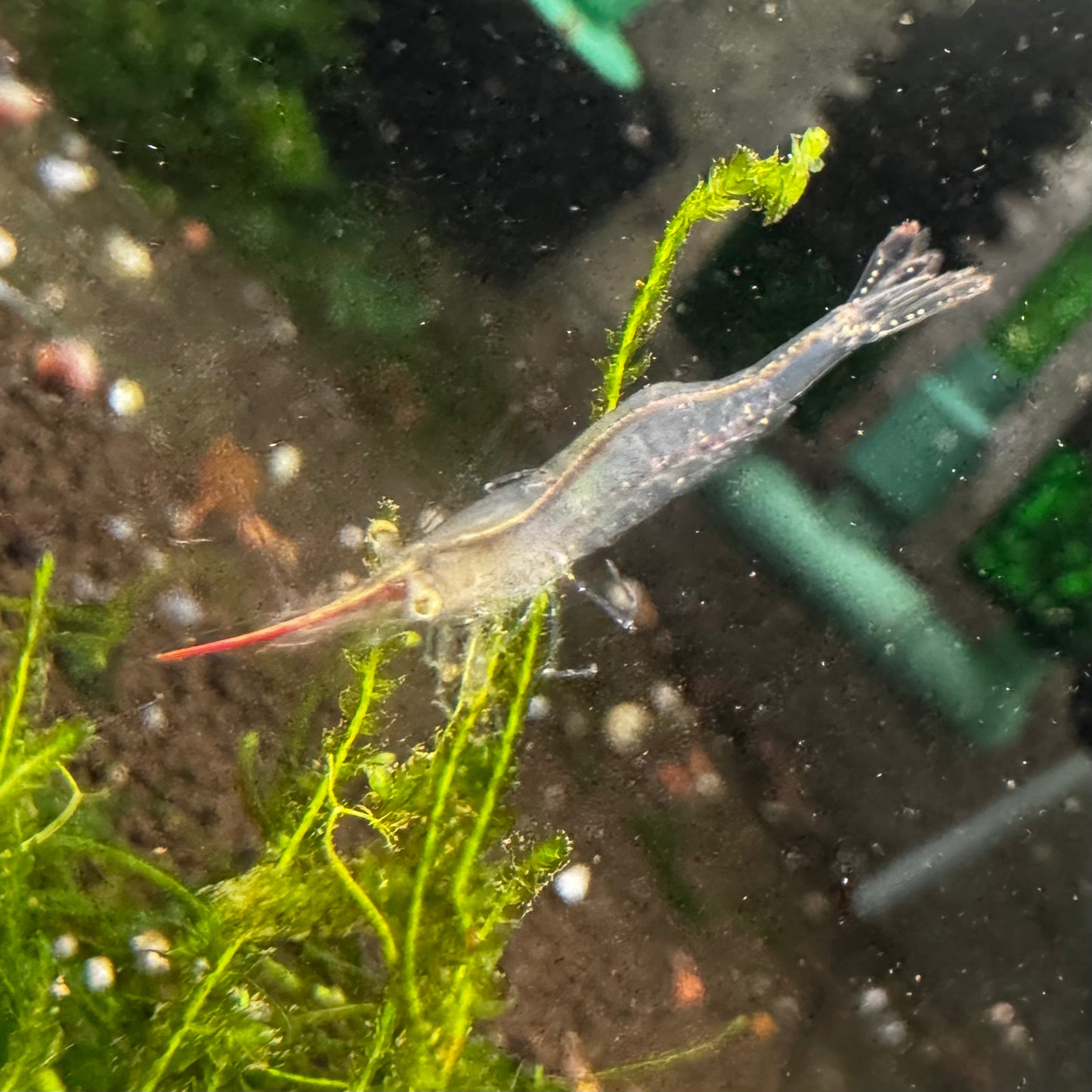 Red Nose Pinocchio Shrimp
